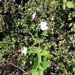 Ranunculus platanifolius habit picture by Lionel F (cc-by-sa)