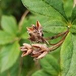 Rhododendron albiflorum fruit picture by jimmysong (cc-by-sa)