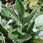 Pilosella officinarum leaf picture by Alain Lagrave (cc-by-sa)