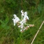 Platanthera blephariglottis flower picture by Mathilde Tetreault (cc-by-sa)