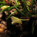 Maxillaria uncata flower picture by Jean-François Molino (cc-by-sa)