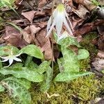 Erythronium oregonum flower picture by Amanda whitehead (cc-by-sa)