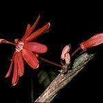 Passiflora glandulosa flower picture by Daniel Barthelemy (cc-by-nc)