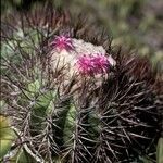 Melocactus curvispinus flower picture by Daniel Barthelemy (cc-by-nc)