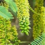 Prosopis alba flower picture by Trap Hers (cc-by-sa)