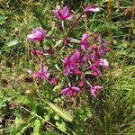 Epilobium dodonaei flower picture by Christine Kapp (cc-by-sa)