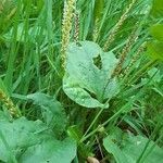 Plantago major flower picture by Giovanni Scarmoncin (cc-by-sa)