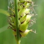 Carex melanostachya fruit picture by Yoan MARTIN (cc-by-sa)