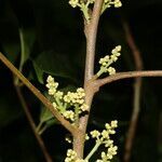 Trichilia pallida flower picture by Nelson Zamora Villalobos (cc-by-nc)