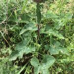 Phlomoides tuberosa leaf picture by Шамхалов Магомед (cc-by-sa)