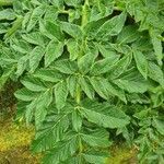 Angelica lignescens leaf picture by Pereira Jorge (cc-by-sa)