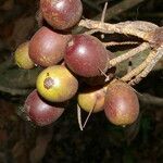 Bactris major fruit picture by Nelson Zamora Villalobos (cc-by-nc)