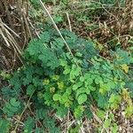 Mimosa ceratonia leaf picture by Justo Fernanda (cc-by-sa)