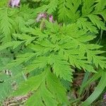 Dicentra eximia leaf picture by Mike Williams (cc-by-sa)