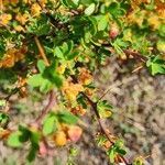 Berberis microphylla leaf picture by Pablo Driussi (cc-by-sa)