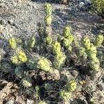 Tephrocactus aoracanthus habit picture by Trap Hers (cc-by-sa)