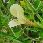 Barleria robertsoniae flower picture by susan brown (cc-by-sa)