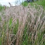 Triticum turgidum habit picture by Vincent Prioul (cc-by-sa)