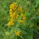 Lysimachia vulgaris flower picture by Victor van Os (cc-by-sa)