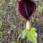 Arum pictum habit picture by Sergio costantini (cc-by-sa)