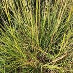 Heteropogon contortus habit picture by susan brown (cc-by-sa)