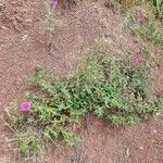 Cistus crispus habit picture by Daniel Bourget (cc-by-sa)