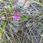 Polygala comosa flower picture by Fred Ethève (cc-by-sa)