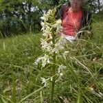 Platanthera bifolia flower picture by bruno bensa (cc-by-sa)