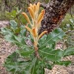 Banksia serrata leaf picture by Andrew McNamara (cc-by-sa)