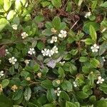 Cotoneaster integrifolius flower picture by Daria Galkina (cc-by-sa)