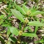 Alternanthera sessilis leaf picture by Georges LÉGER (cc-by-sa)