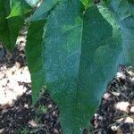 Croton mauritianus leaf picture by Daniel Barthelemy (cc-by-nc)