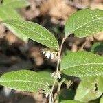 Leucothoe axillaris leaf picture by Maarten Vanhove (cc-by-sa)