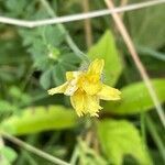 Leontodon hispidus flower picture by David Hocken (cc-by-sa)