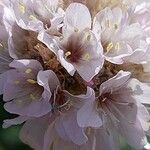 Armeria ruscinonensis flower picture by Giode Tonpino (cc-by-sa)