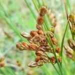 Juncus dichotomus fruit picture by Trap Hers (cc-by-sa)