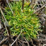 Colobanthus quitensis habit picture by Fabien Anthelme (cc-by-sa)