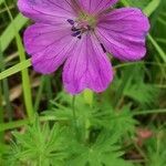 Geranium sanguineum flower picture by Malinverno Mario (cc-by-sa)