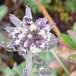 Draba hallii flower picture by Fabien Anthelme (cc-by-sa)