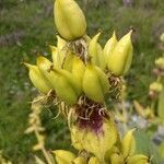 Gentiana lutea fruit picture by Aladár Szabo (cc-by-sa)