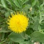 Centaurea sicula flower picture by Martine CHOCHOI (cc-by-sa)