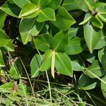 Schwartzia costaricensis habit picture by Nelson Zamora Villalobos (cc-by-nc)