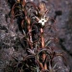 Dracophyllum recurvum flower picture by Daniel Barthelemy (cc-by-nc)