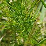 Asparagus racemosus leaf picture by susan brown (cc-by-sa)