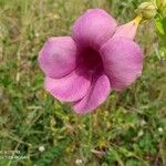 Allamanda blanchetii flower picture by Valdeiza Morais da Silva (cc-by-sa)