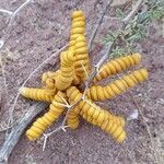 Prosopis strombulifera fruit picture by Trap Hers (cc-by-sa)