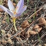 Crocus cancellatus flower picture by mete toppare (cc-by-sa)