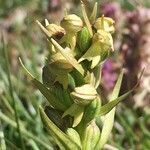 Dactylorhiza viridis fruit picture by Daniel Barthelemy (cc-by-nc)