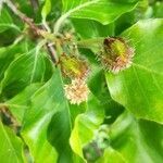 Fagus sylvatica flower picture by Jensen Aron (cc-by-sa)