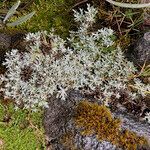 Lucilia kunthiana habit picture by Fabien Anthelme (cc-by-sa)